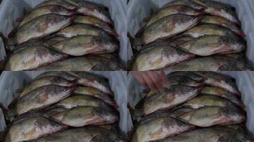 防騙在行動(dòng)，手工之家提醒大家買海鮮注意這幾點(diǎn)，可以不上當(dāng)受騙