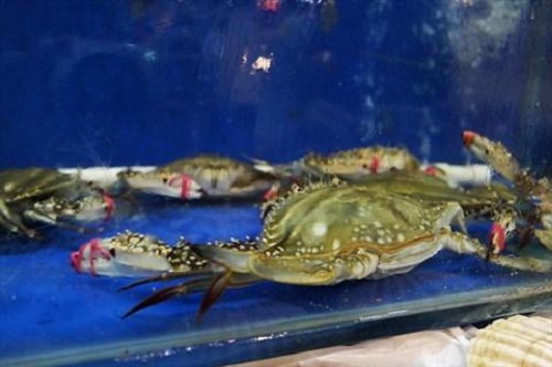 防騙在行動(dòng)，手工之家提醒大家買海鮮注意這幾點(diǎn)，可以不上當(dāng)受騙