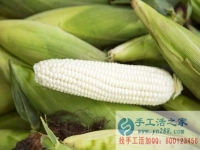 手工活之家客戶(hù)講解種植“水果玉米”被騙過(guò)程，為大家提個(gè)醒